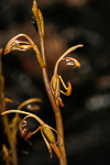 Spiculaea ciliata