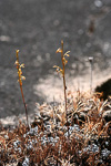 Spiculaea ciliata