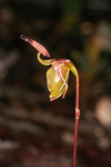 Paracaleana brockmanii