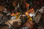 Paracaleana brockmanii