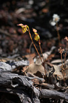 Paracaleana brockmanii