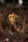 Paracaleana brockmanii