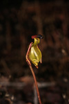 Paracaleana brockmanii