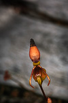 Paracaleana brockmanii