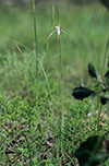 Caladenia argocalla
