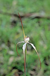 Caladenia argocalla