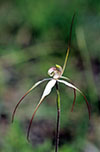 Caladenia argocalla