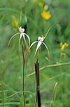 Caladenia argocalla