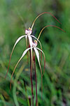 Caladenia argocalla