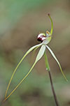 Caladenia argocalla x tensa