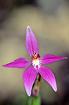 Caladenia latifolia