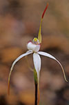 Caladenia rigida