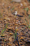 Caladenia rigida