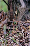 Caladenia behrii