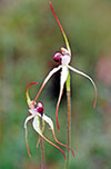 Caladenia behrii