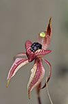 Caladenia cardiochila
