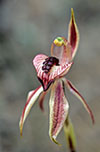 Caladenia cardiochila