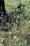 Caladenia cardiochila