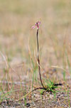 Caladenia cardiochila