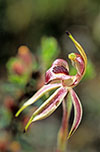 Caladenia cardiochila