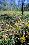 Caladenia cardiochila