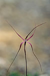 Caladenia capillata