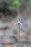 Caladenia capillata