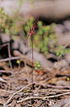 Caladenia capillata