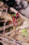 Caladenia capillata
