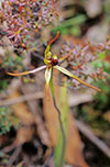 Caladenia gladiolata