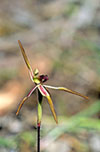 Caladenia gladiolata