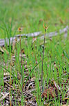Caladenia leptochila