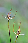Caladenia leptochila