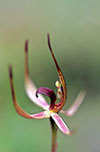 Caladenia leptochila