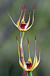 Caladenia leptochila
