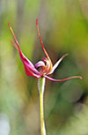 Caladenia ovata