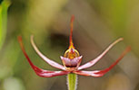 Caladenia ovata