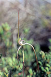 Caladenia arenaria
