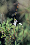 Caladenia arenaria