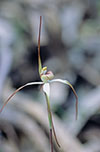 Caladenia arenaria