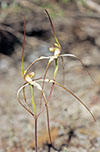 Caladenia arenaria