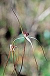 Caladenia colorata