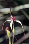 Caladenia colorata