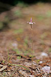 Caladenia carnea