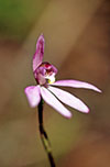Caladenia carnea