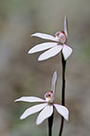 Caladenia carnea