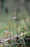 Caladenia carnea