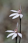 Caladenia carnea