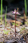 Caladenia carnea