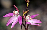 Caladenia carnea